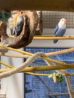 Agapornis Fischerův - 4