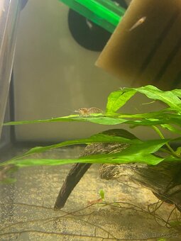 Krevetky Red cherry - 4