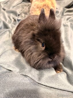 Zakrslý králíček - 4