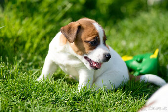 Jack Russell terier - hladkosrstá fenka s PP - 4