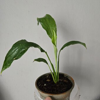 Spathiphyllum sadička - 4