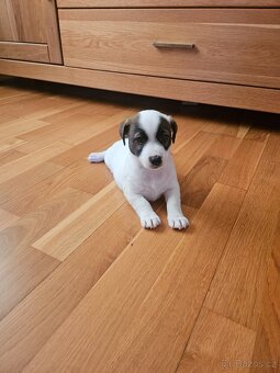 JACK RUSSELL - K REZERVACI - 4