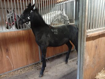 Kladrubske hřibata - 4