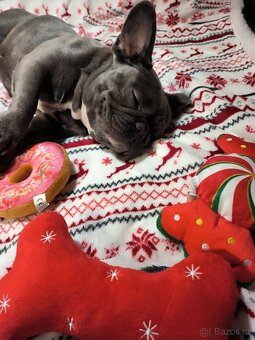 Francouzský buldoček - 4