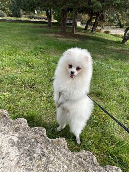 Pomerian ke krytí - 4