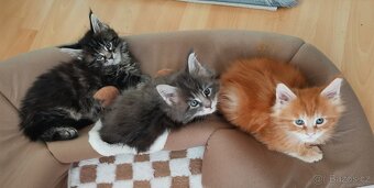 Mainská mývalí koťáta - 4