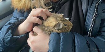 Morče chlapeček nar. 30.12.2025 - 4