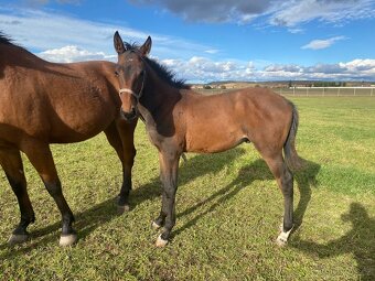 Hřebeček po Babylon Berlin - 4