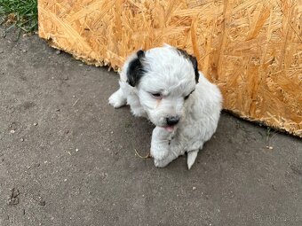 Prodám štěňata Jack Russel teriér - 4