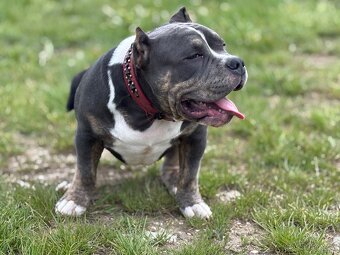 American bully - 4