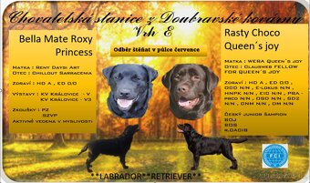 Labradorský retriever s PP černá - 4