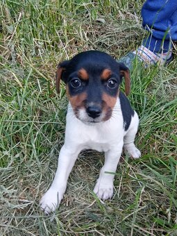 Štěňátko Jack Russell - 4