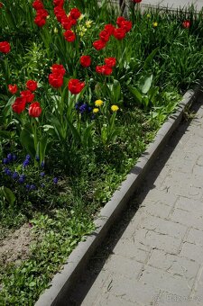 Zahradní obrubník 100x20x5 - 4