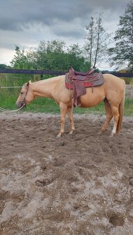 Klisny QH a PH - 4