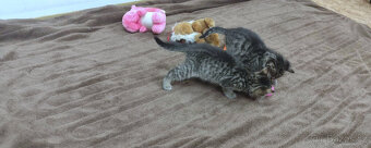 HLEDÁM DOMOV PRO KOTĚ / KOŤÁTKA PŘEROV - 4