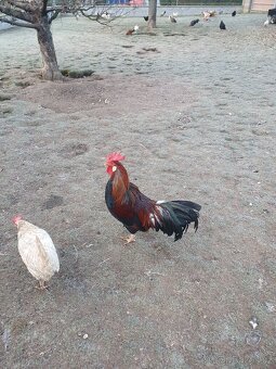 Prodám mladé kohouty - 4