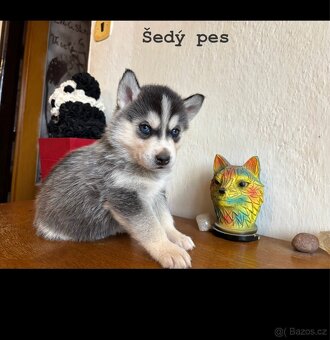 Štěňata k odběru - 4