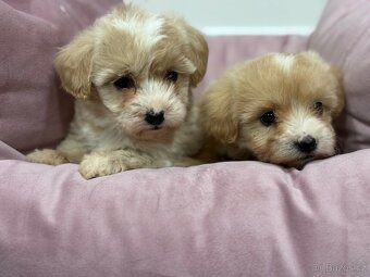 Maltipoo - 4