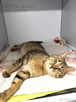 Pik ❤ kocouří ňuňánek ❤ - 4