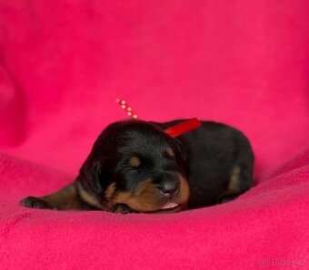 Beauceron štěńátka s PP zahraniční krytí - 4