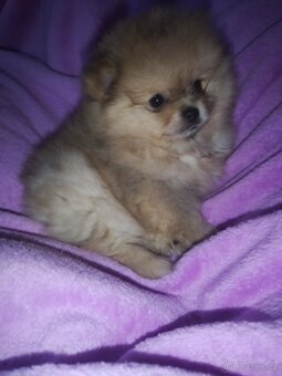Pomeranian - 4