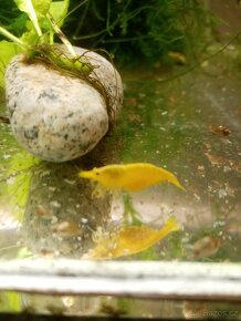 Krevetky akvarijní neocaridina - 4