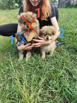 Štěňátka špic pomeranian - 4