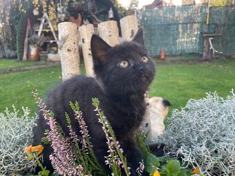 Daruji kotě - kočička - 4