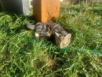 Darujeme koťátka - 4