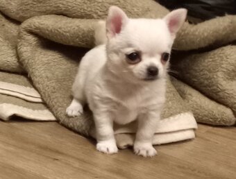 Čivava pidi štěňátka - 4