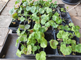 Pelargonie vzpřímená a převislá - 4