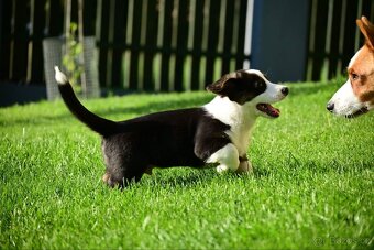 Welsh corgi cardigan - 4
