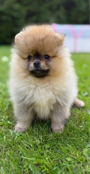 Pomeranian s pp - 4