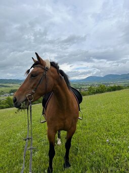 kobyla ČT/hucul - 4