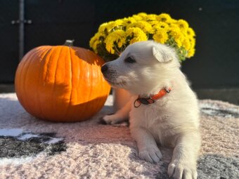 Bílý švýcarský ovčák s PP FCI - 4