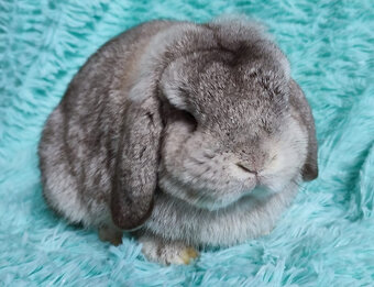 MINILOP 🍀🍀🍀 NERO 🍀🍀🍀 - 4