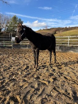 Blue Roan Žrebček - 4