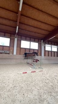 Pony do sportu - 4