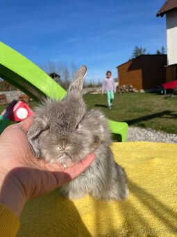 Zakrslí beránci hřivnatí již k odběru - 4