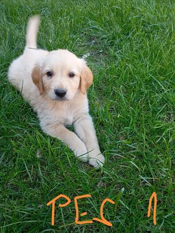 Zlatý retrívr/retriever - 4