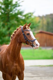 Prodám líbivého valacha - 4