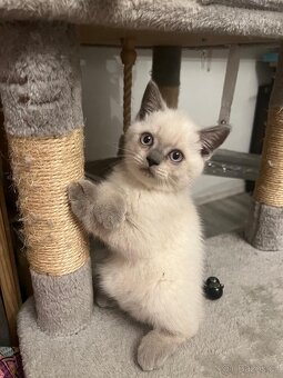 Britská krátkosrstá koťata / koťátka – colorpoint - 4