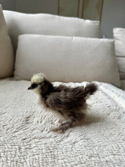 Hedvábnička USA - kuřátka - 4