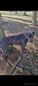 Daruji psa Bandog - 4