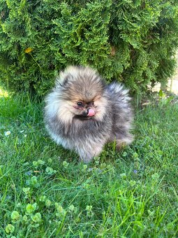 Pomeranian s PP, chovatelská stanica Nucháčik poms - 4