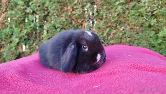 Zakrslý beránek, králíček, králík - DAN - 4