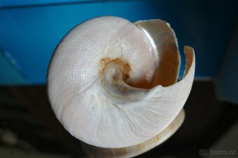Pleurotomaria hirasei - 4