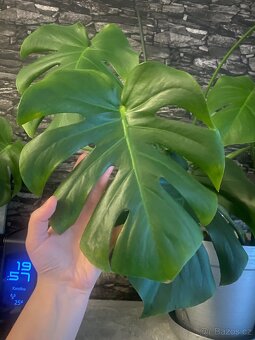 Monstera deliciosa - 4
