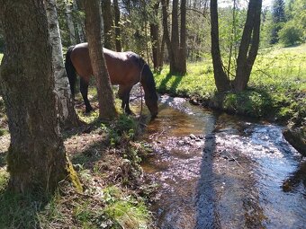 Ustájení - i pro hřebce - 4