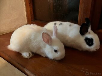 Zakrslí králíčci Teddy, lvíčci - 4